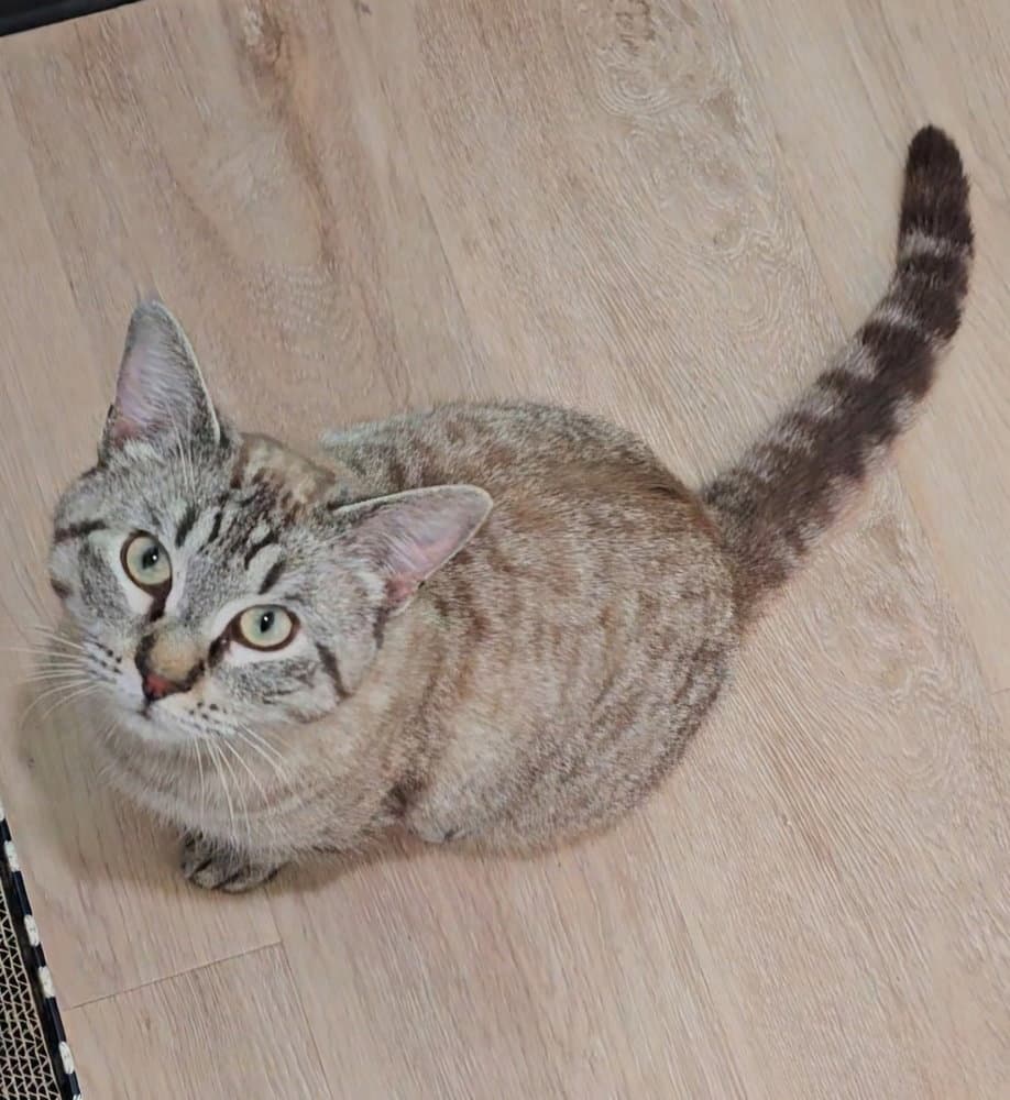 Impression - Domestic Short Hair
