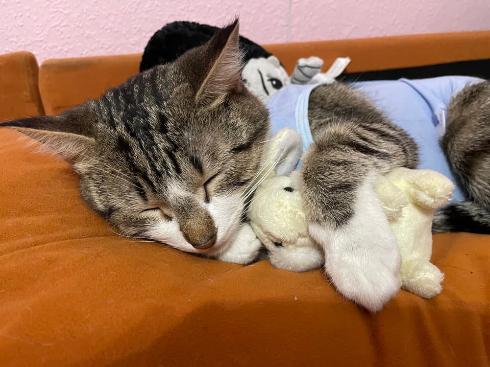 Oatmilk - Domestic Short Hair