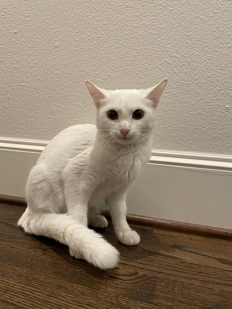 Ava - Domestic Short Hair