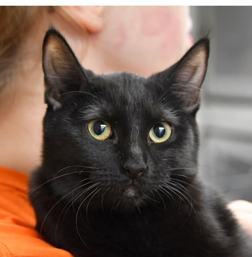 Marsh - Domestic Short Hair