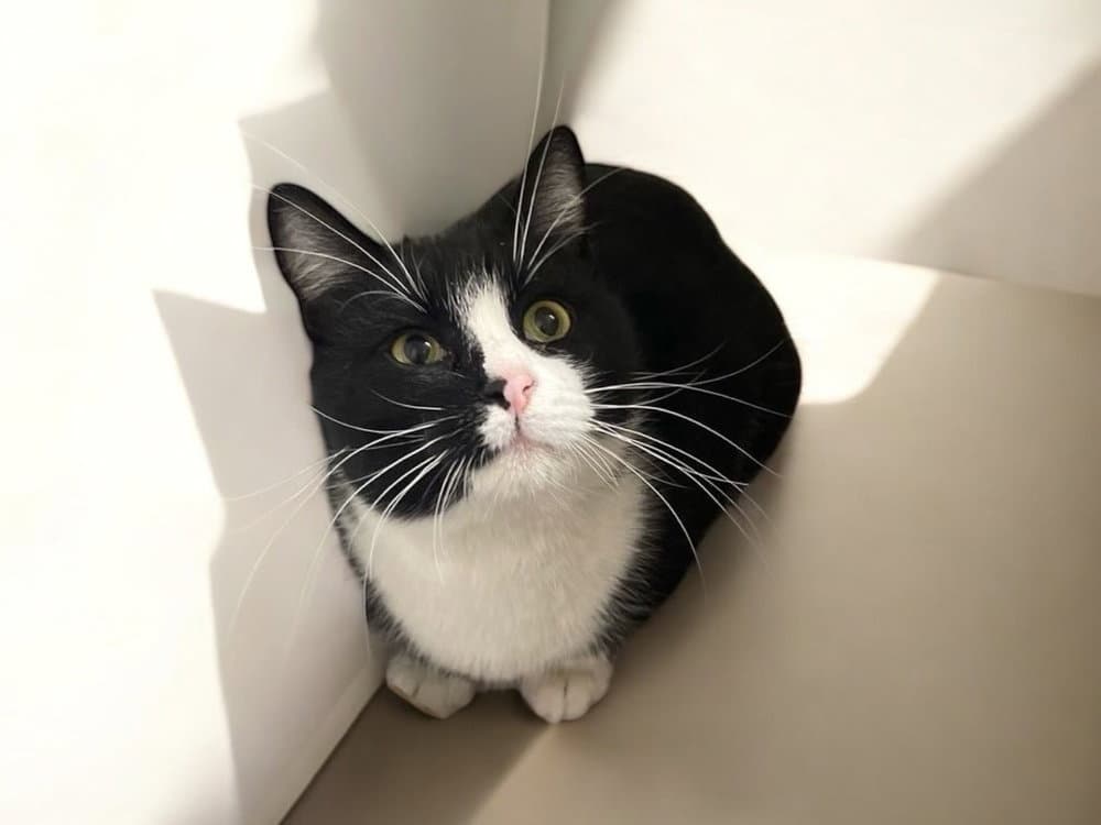 Hansel - Domestic Short Hair