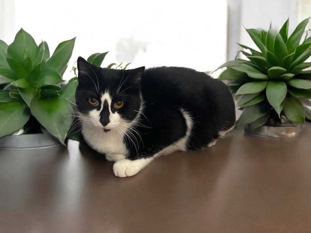 Gretel - Domestic Short Hair