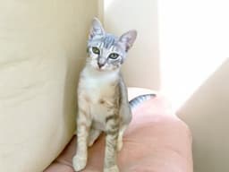Quinn image 1