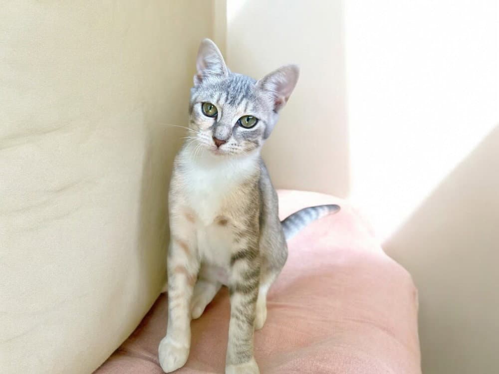 Quinn - Domestic Short Hair