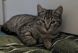 Linus image 1