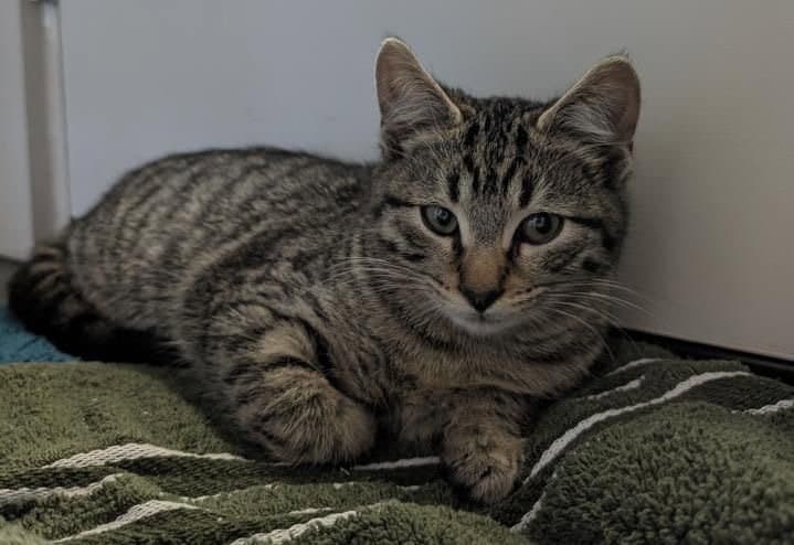 Linus - Domestic Short Hair