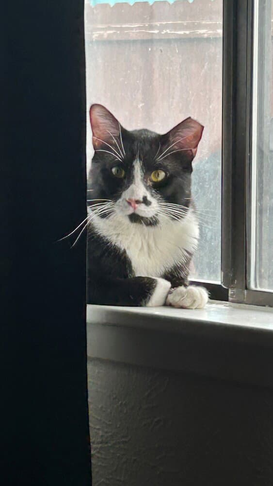 Felix - Domestic Short Hair
