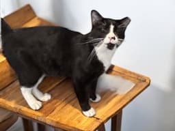 Felix image 2