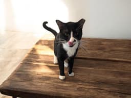 Felix image 3