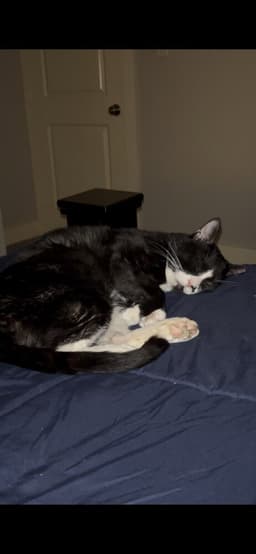 Felix image 4