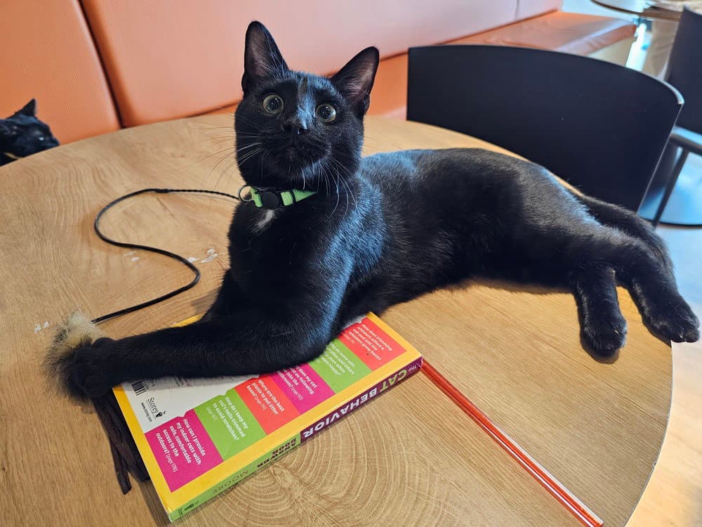 Frasier - Domestic Short Hair
