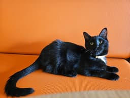 Niles image 1