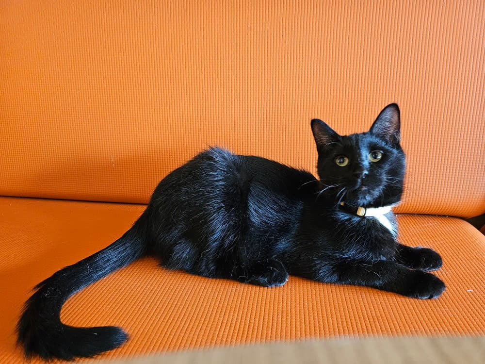 Niles - Domestic Short Hair