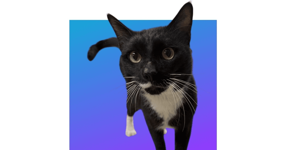 Dawson - Domestic Short Hair
