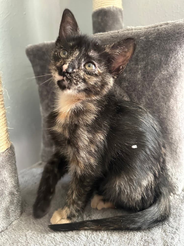 Wassail - Domestic Short Hair