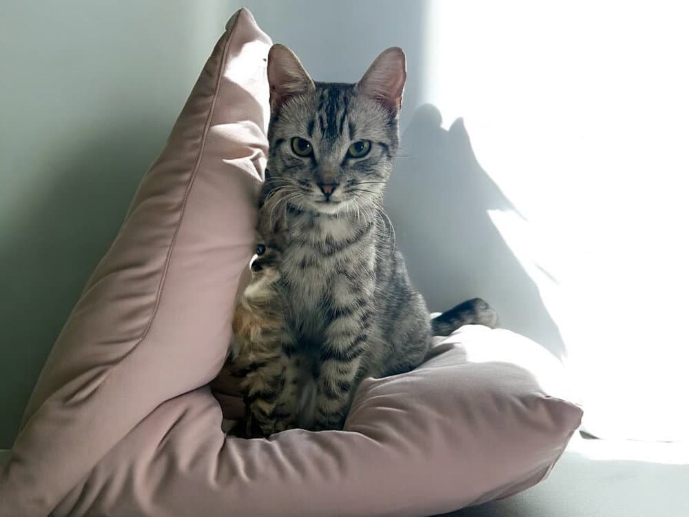 Taco Belle - Domestic Short Hair