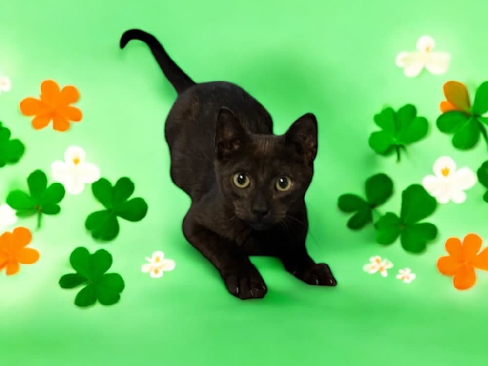 Pantera - Domestic Short Hair