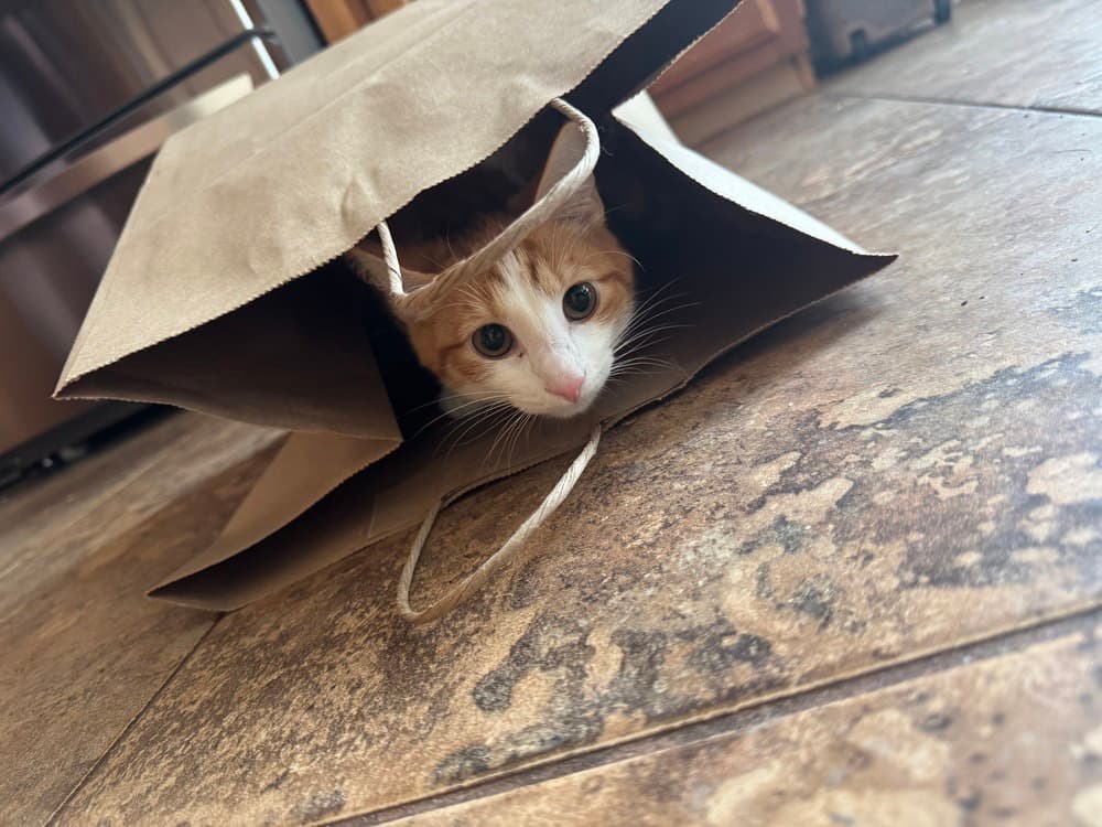 Tudot - Domestic Short Hair