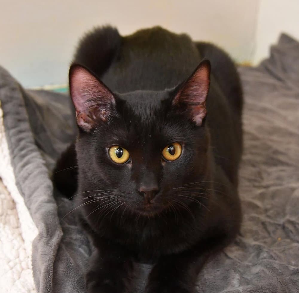 Dolce - Domestic Short Hair