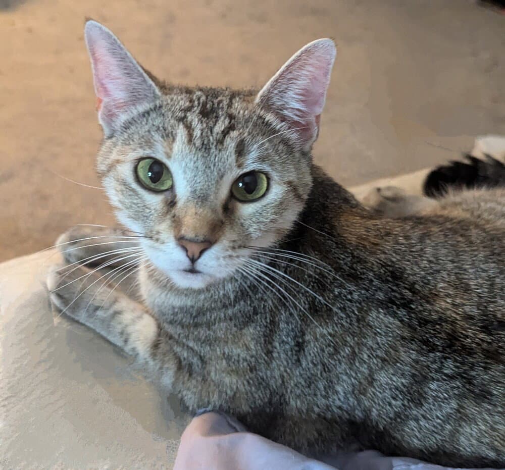 Spicy Margarita - Domestic Short Hair