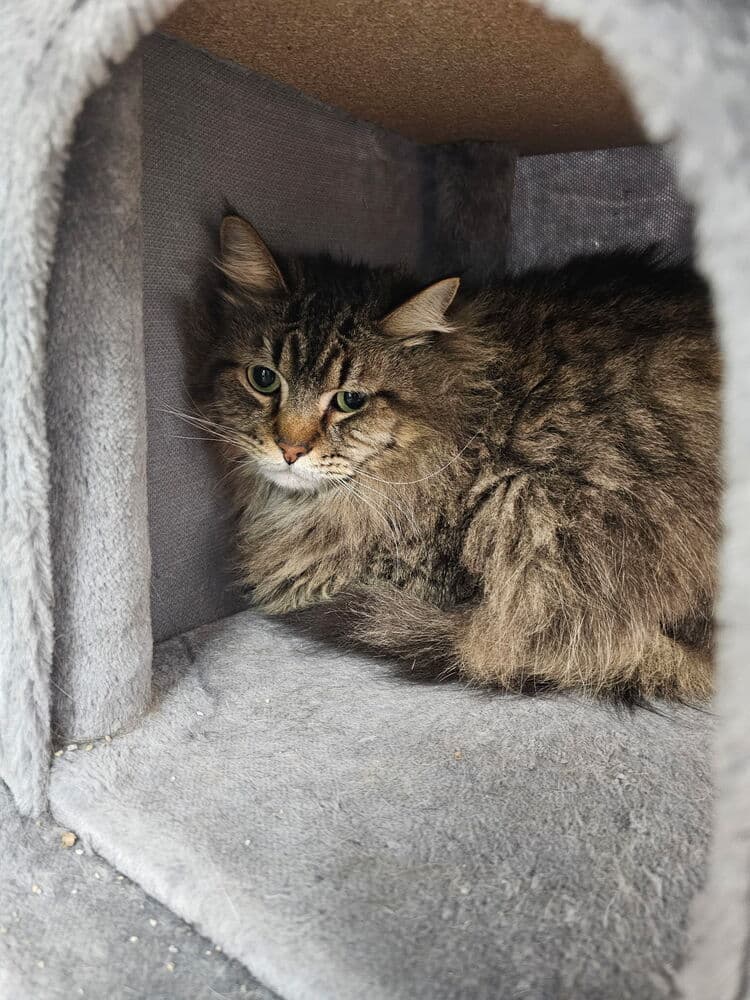 Boomba - Domestic Short Hair