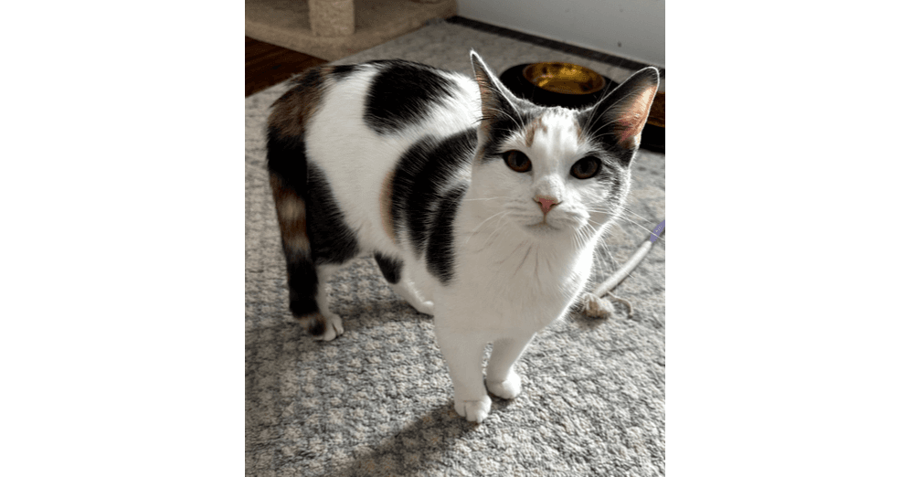 Willow - Calico
