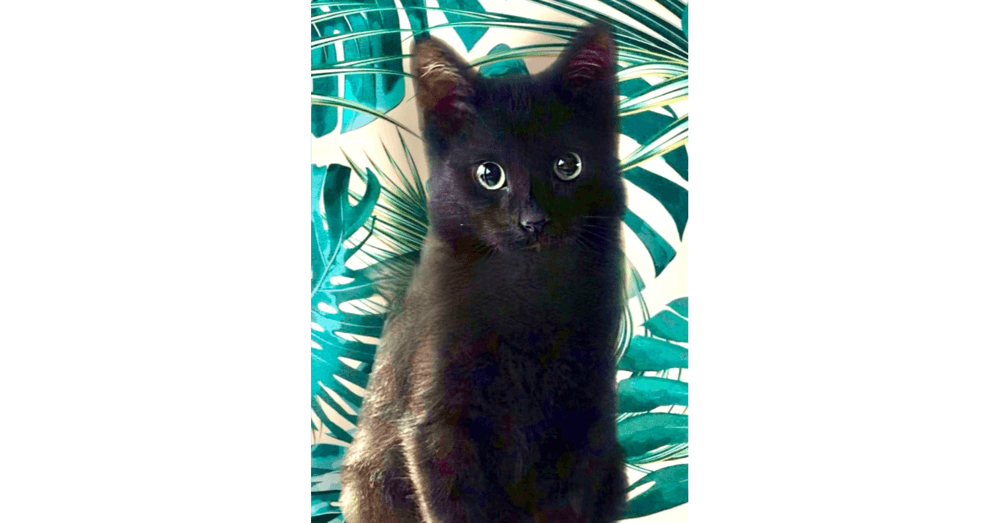 Mccoconut - Domestic Medium Hair