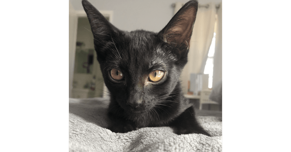 Isobel W - Domestic Short Hair