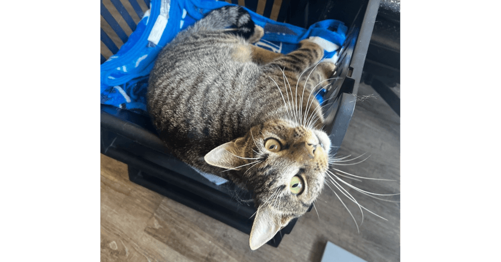 Pop Tart - Domestic Short Hair