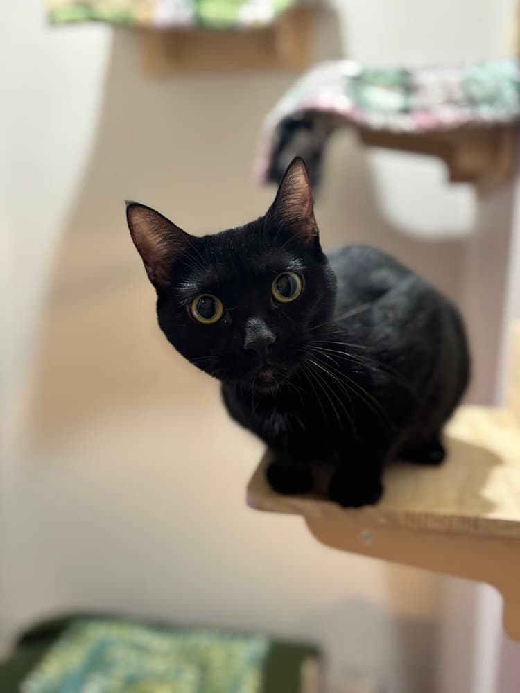 Lola Sparks - Domestic Short Hair
