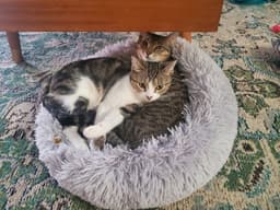 Sweetheart image 2