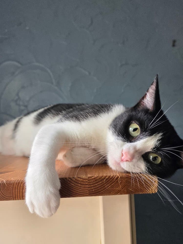 Apple Pie - Domestic Short Hair