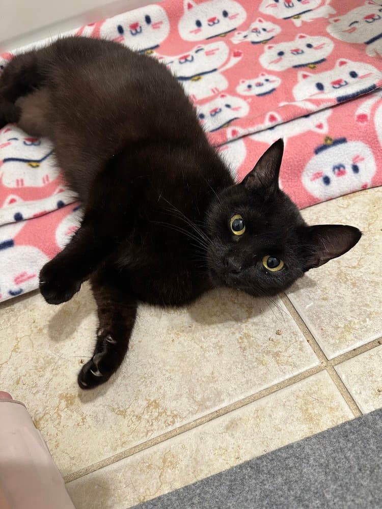 Lombardi - Domestic Short Hair