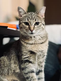 Tiny Hermione image 1