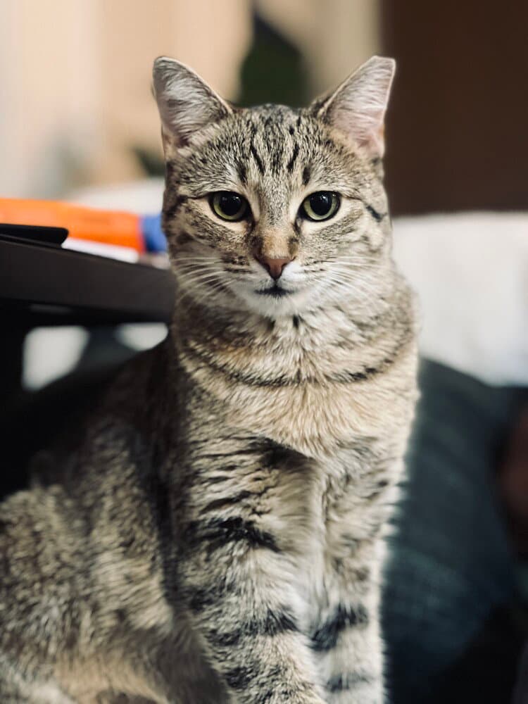Tiny Hermione - Domestic Short Hair