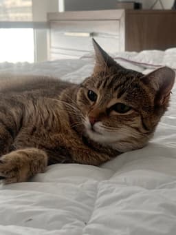 Tiny Hermione image 3
