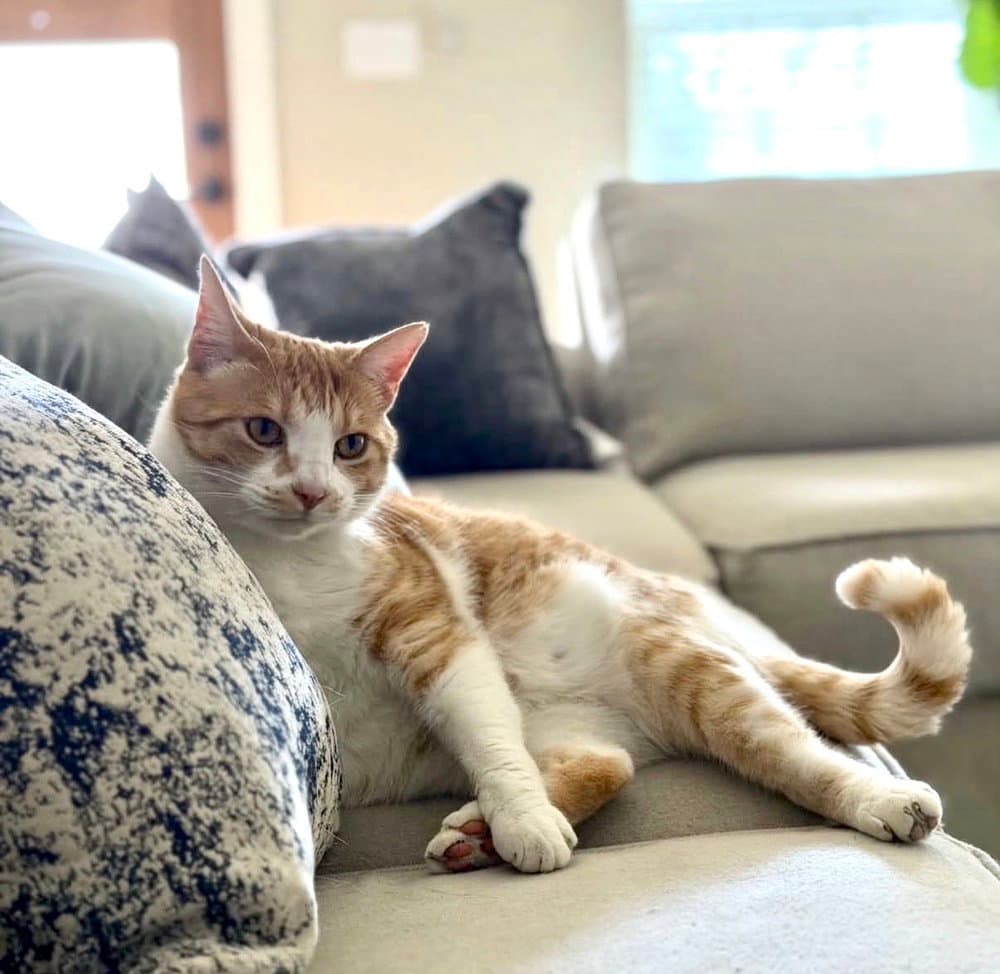 Owen - Domestic Short Hair