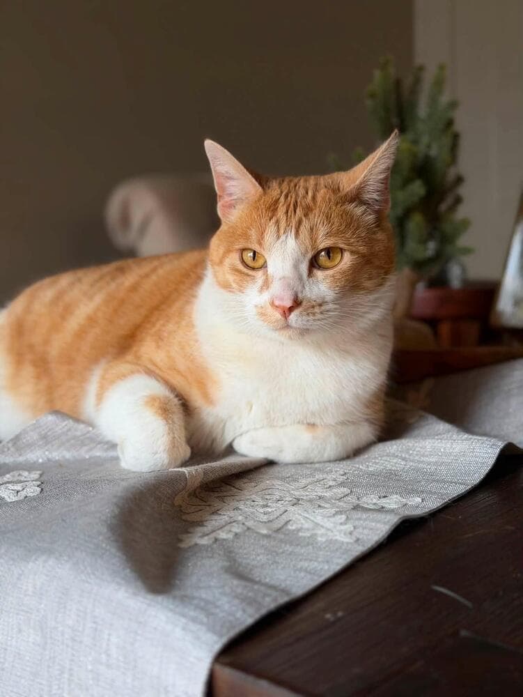 Owen - Domestic Short Hair