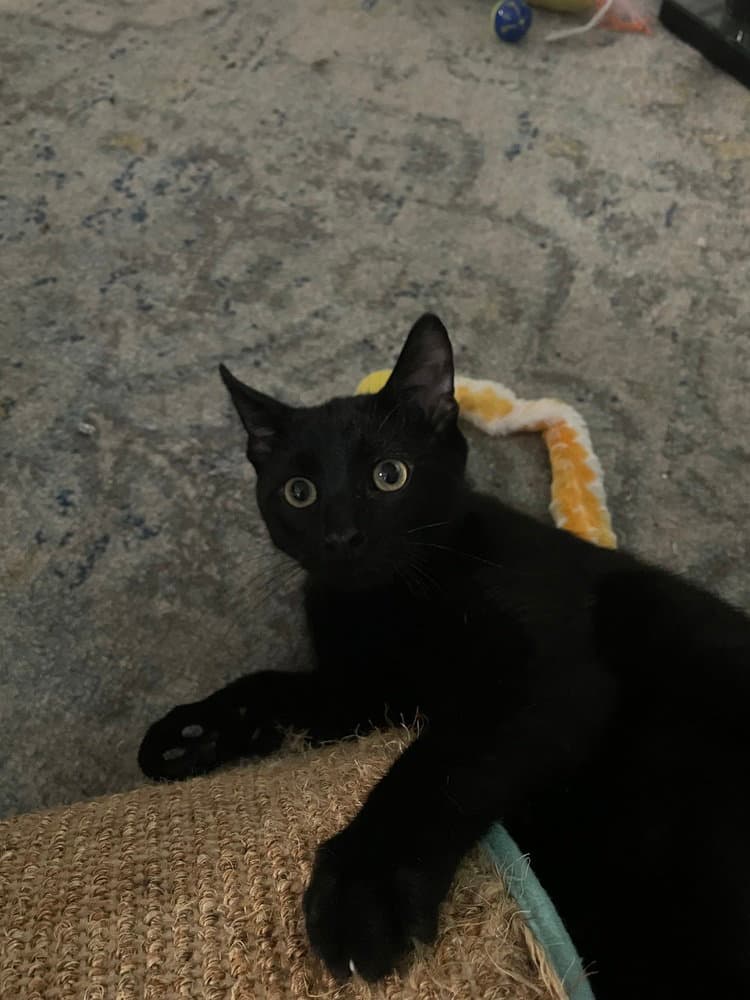 Woodford - Domestic Short Hair