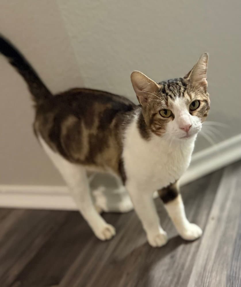 Slate - Domestic Short Hair