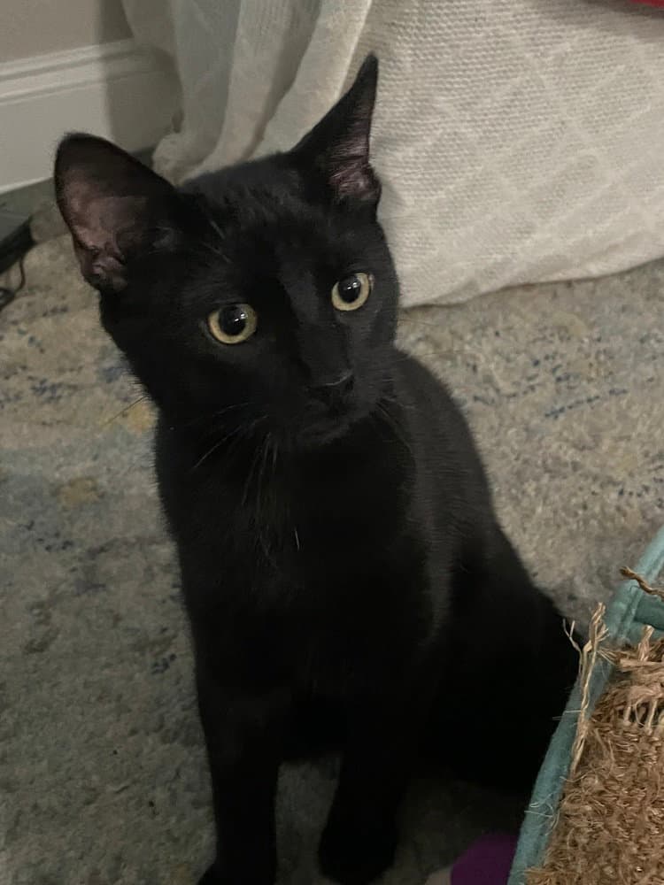 Sazerac - Domestic Short Hair