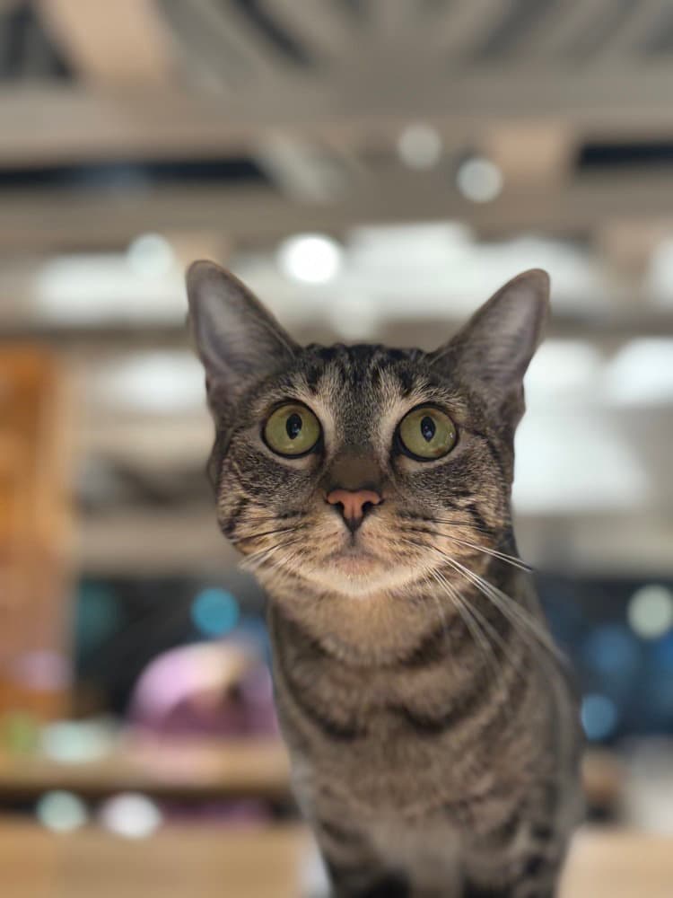 Athena M - Domestic Short Hair