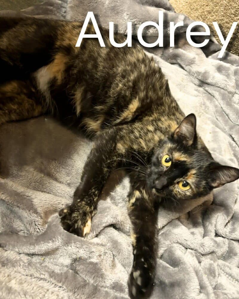 Audrey Hepburn - Domestic Short Hair