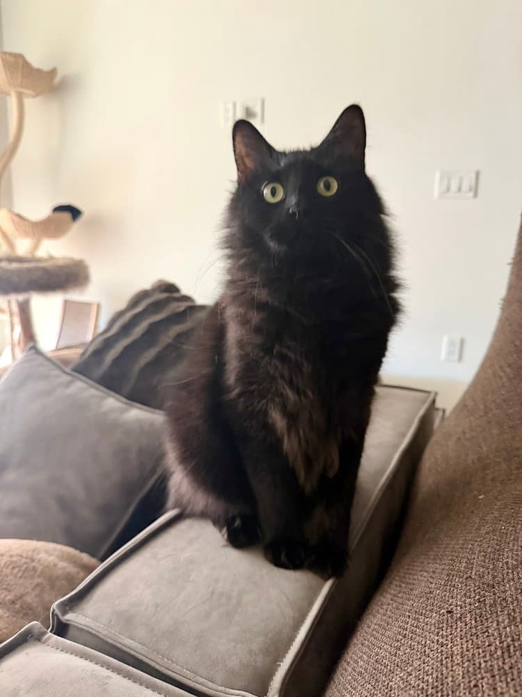 Owen Grady - Domestic Long Hair