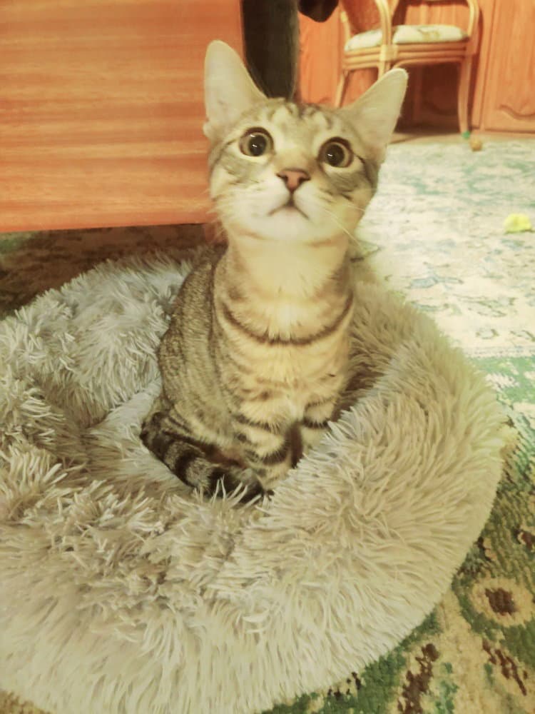Harley - Domestic Short Hair