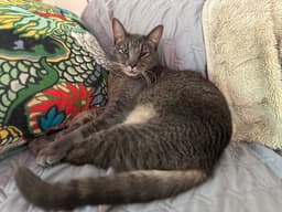 Milo Mike image 1