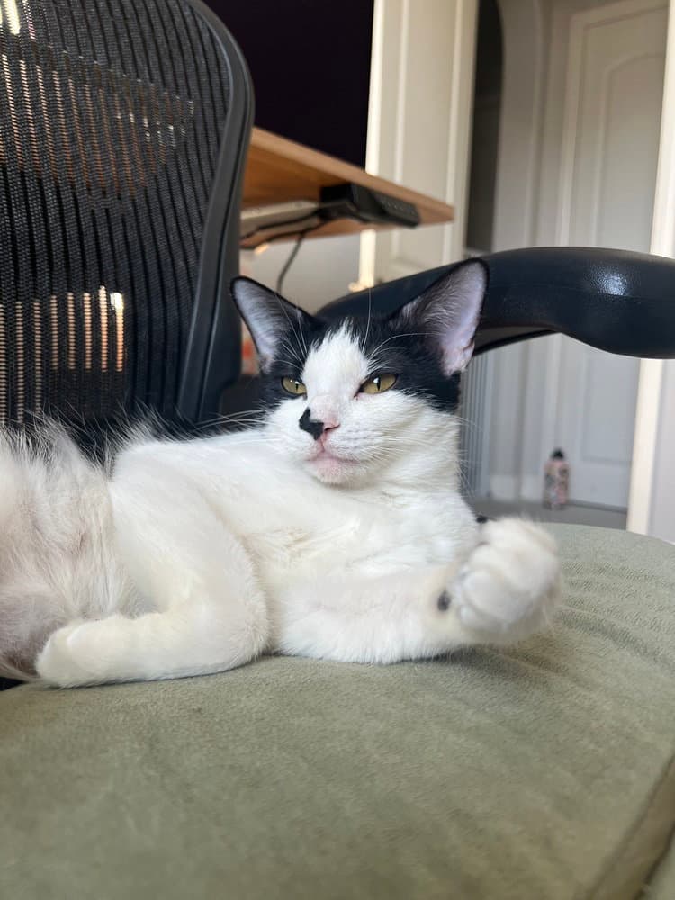Betty - Domestic Short Hair