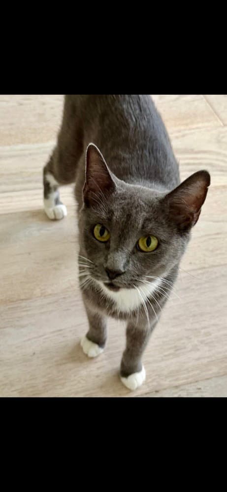 Sasha Matthews - Domestic Short Hair