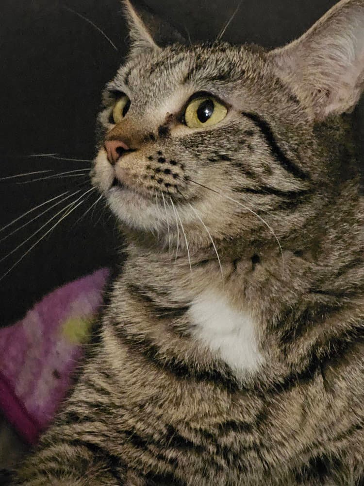 Pandora Suits - Domestic Short Hair