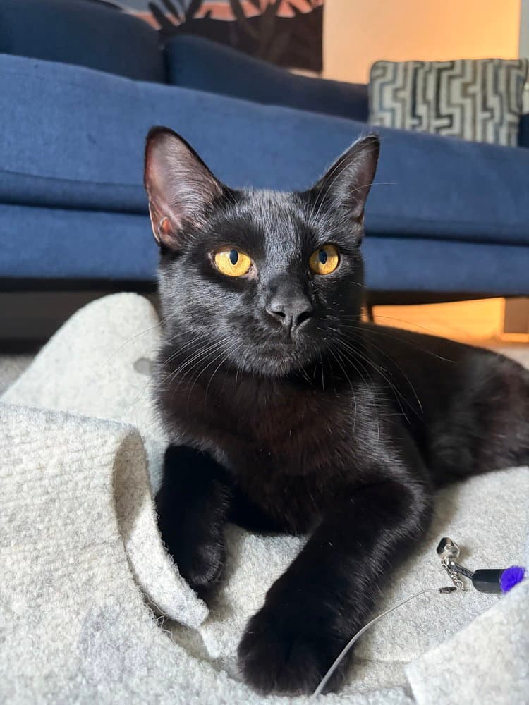 Puma - Domestic Short Hair